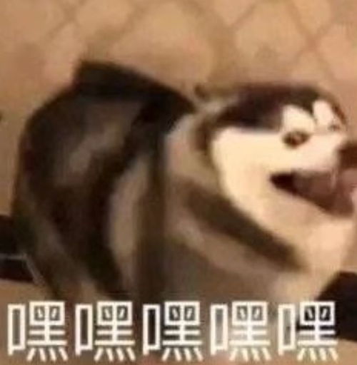 不小心漏了一滴尿在猫砂盆里,我的猫立马帮我埋了