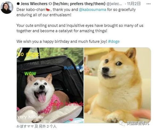 一张照片火遍全球成为表情包王者这只柴犬过16岁生日啦