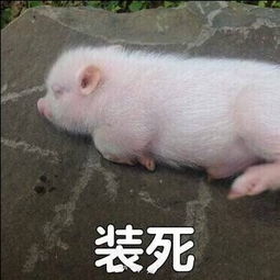 编辑表情包文字超萌