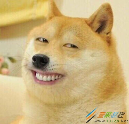 狗头的表情包什么意思裂开
