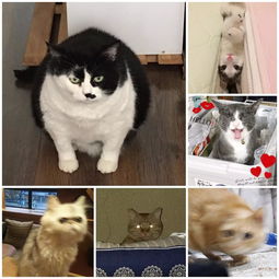 第一届猫咪丑照大赛,你准备好存表情包了吗