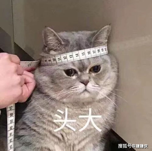 撩骚表情包今天比昨天更爱你,怎么办