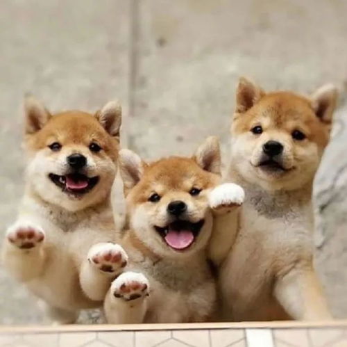 柴犬wink表情包揉捏