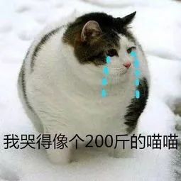 防骗猫猫这么可爱,你怎么忍心拿它骗人