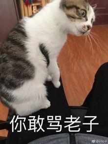 一大堆喵表情来袭,收好不谢