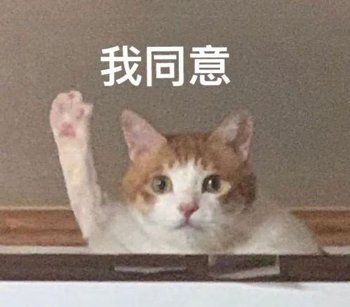 旭旭宝宝脑部检查出血管瘤,rookie吐槽lck恶习