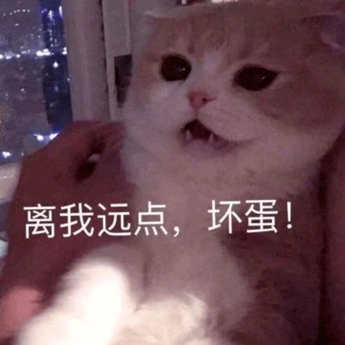 今天,把c位留给他们