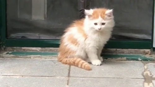 好精致的流浪小橘猫,它憨憨的表情太可爱了,我打算偷偷抱回家
