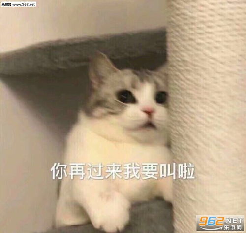不能哭不能哭表情包闰土刺猹身上纹表情包图片下载乐游网游戏下载