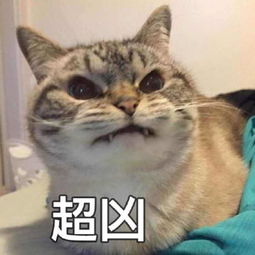 你连表情包里猫的名字都不知道,还敢说爱猫