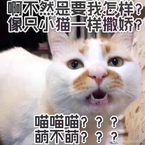 那你养我呀表情包我爱你