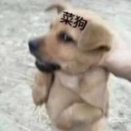 柴犬wink表情包表情包