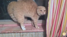 主人有本事自己开门啊猫咪哼,愚蠢的人类