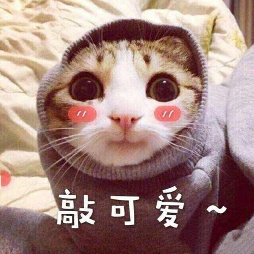 公主抱图片表情包可爱找对象