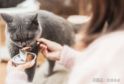 猫咪孤独,会有这几种表现,主人不要忽视了