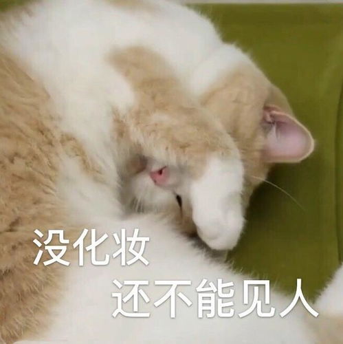 猫咪表情包合集生活奇奇怪怪,我得可可爱爱