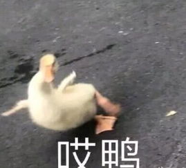 来自单身狗的内心独白我能怎么办我也不想单身呀