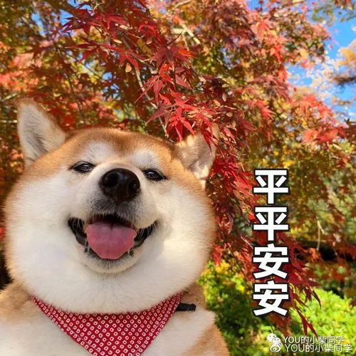 养柴犬专业知识分享干货来啦