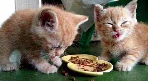 主人给小奶猫买便宜的猫粮,猫咪尝完后,下一秒的表情让人蒙了