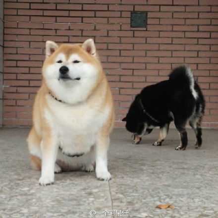圆脸柴犬表情包