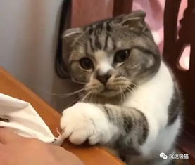 沉迷吸猫猫咪感冒禁止吃鱼,为吃上一小口,在主人面前捞鱼,也是醉了