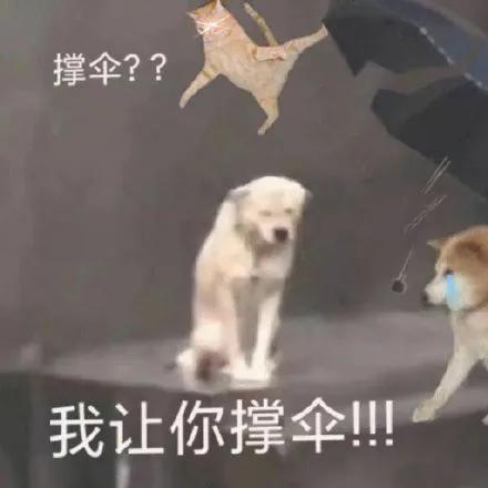 超可爱的小狗狗撑伞表情包