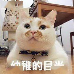 历史回顾网红猫咪楼楼表情包第七弹
