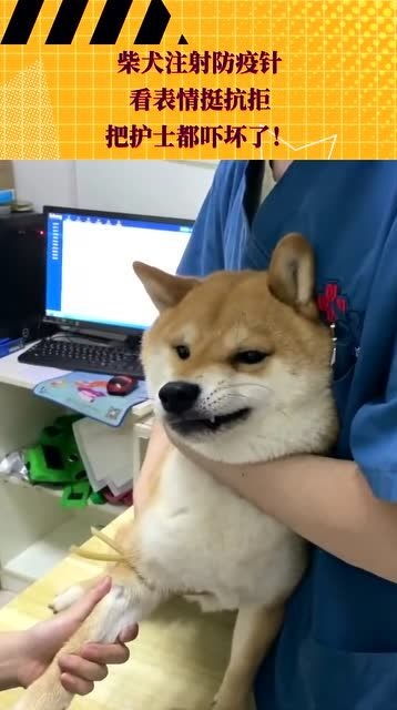柴犬注射防疫针,看表情挺抗拒,把护士都吓坏了