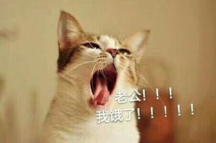 求接老公微信表情包
