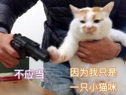 留学的你,今天,是不是又秃了些
