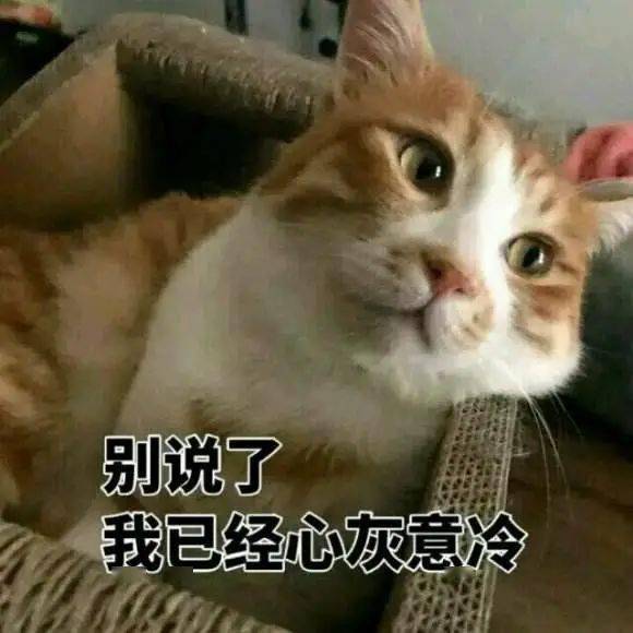 宠物绝育丨支持or反对你是哪一派
