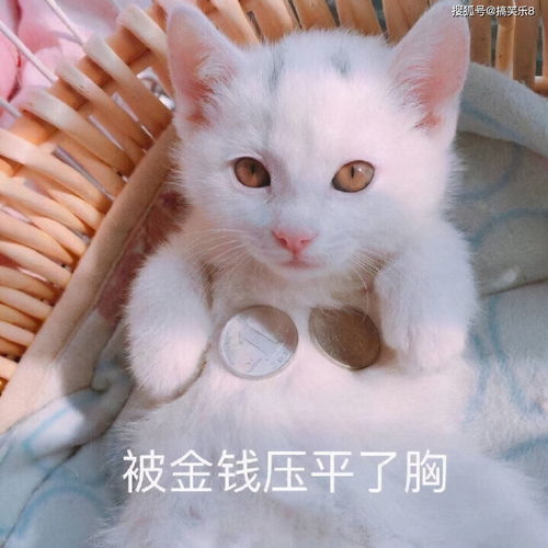 搞笑段子这么浪漫的天气,这次说的媒一定成了