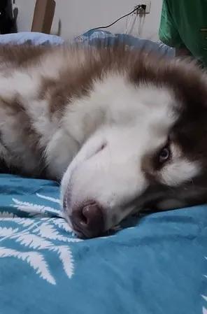 二哈出门被小黄狗骂了一整路,原因竟是这个
