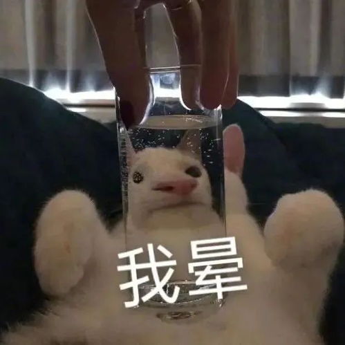 身上安装24小时心电检测仪,旭旭宝宝透露身体出现问题