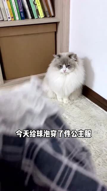 我家猫又来撒猫粮了,最后的表情是你吗