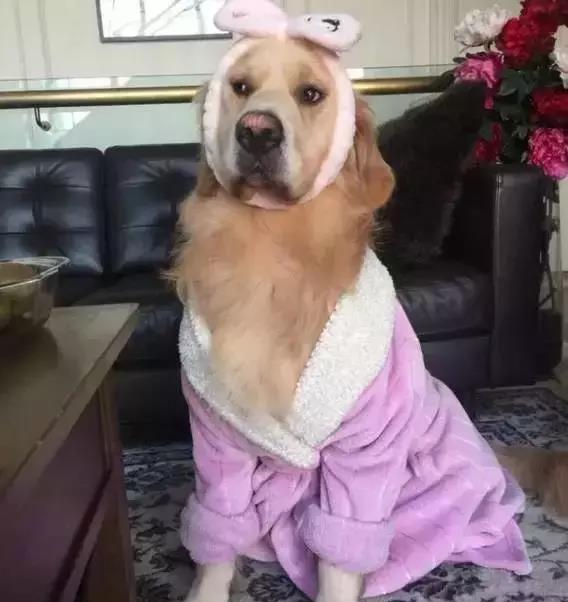 把狗当儿子的爱狗人士盘点那些危险的凶犬