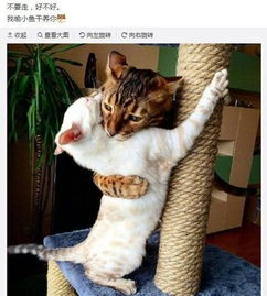 宠物gif图狗哥,节奏打得挺好的,来唱一段小曲吧