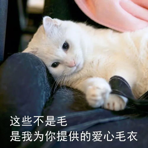 猫咪表情包我等的喵在多远的未来养猫