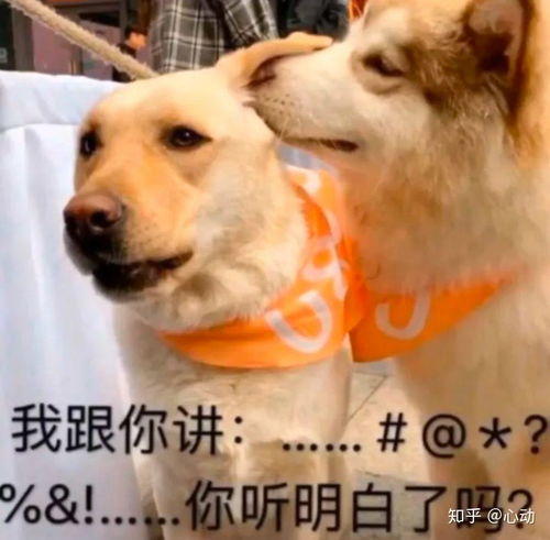 有一个广西女友是什么样的体验