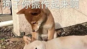 何老师为何这样对待撒撒的原因找到了