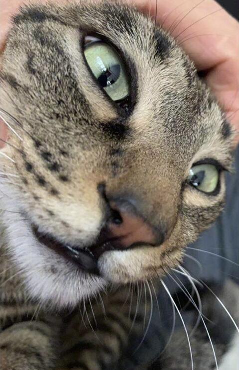 太无聊杨幂宅家扳宠物猫头强迫拍照,网友吓坏干嘛这么对它