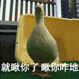 比心鸭子全套表情包分享