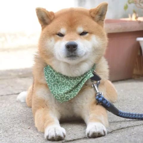 中年柴犬总是一脸老干部的表情,狗狗也用中间危机吗