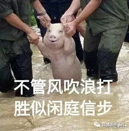 表心疼丨台风劫后余生的小猪被做成表情包,太好笑了