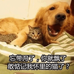 表情包汪星人确认过眼神,你是本总裁的人