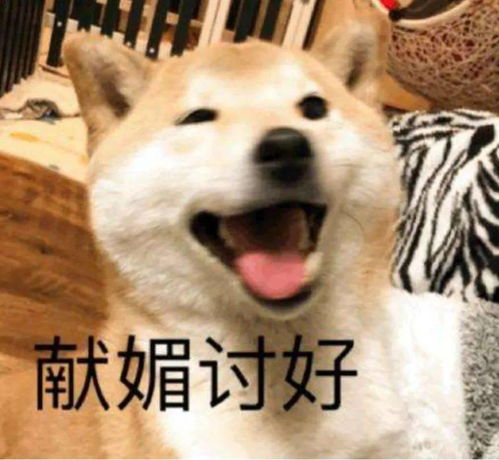 柴犬哈士奇自拍表情包讨好