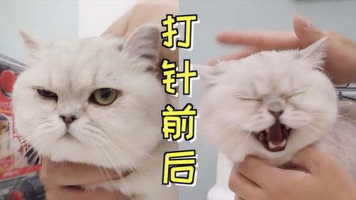猫咪去医院打疫苗,看到针筒立马变表情包