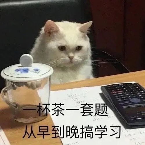 我爱上班,上班使我快乐第286期喵表情