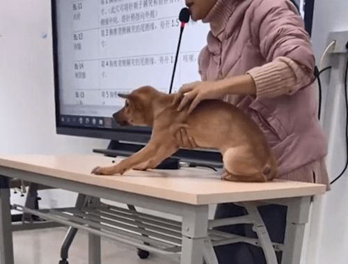 兽医老师用志愿狗进行穴位讲解,学生看了眼汪后表情也太真实了
