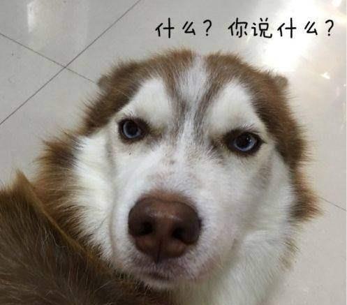 行走的表情包,二哈不服来战